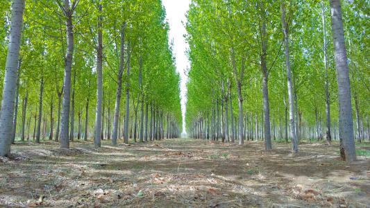 白杨树的生长习性 白杨树的种植技术