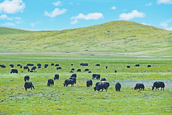 现代草原畜牧业试点6年多 红原:草肥牛壮产出多
