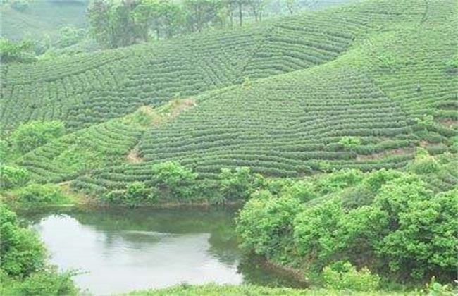 毛尖茶的种植管理技术要点解析